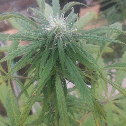 Punto rojo growlog timeline photo