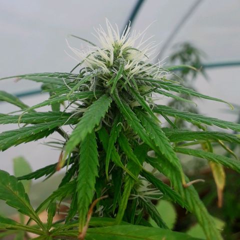 Punto rojo growlog timeline photo