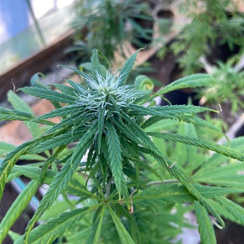 Punto rojo growlog timeline photo
