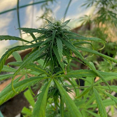 Punto rojo growlog timeline photo
