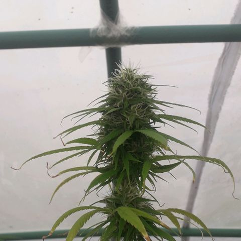 Punto rojo growlog timeline photo