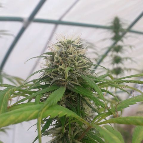 Punto rojo growlog timeline photo