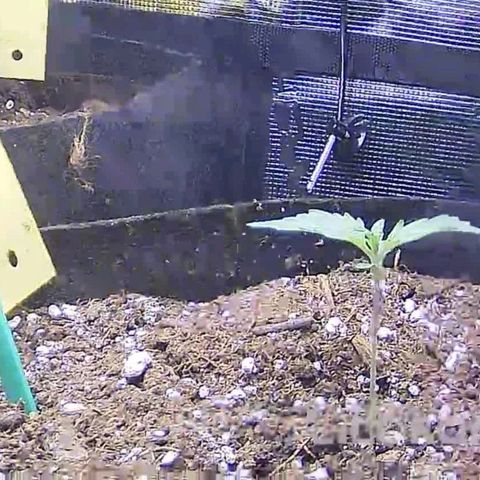 Stressika growlog timeline photo