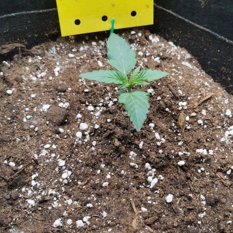 Stressika growlog timeline photo