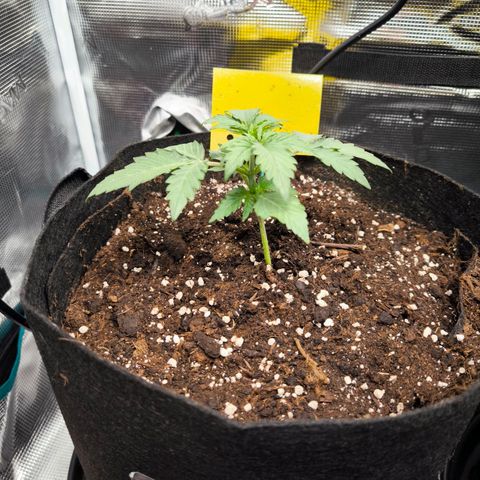 Stressika growlog timeline photo