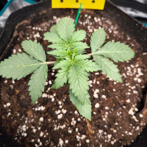 Stressika growlog timeline photo
