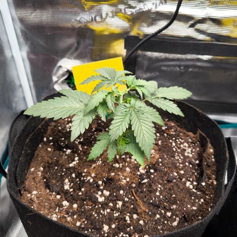 Stressika growlog photo: Getoppt 