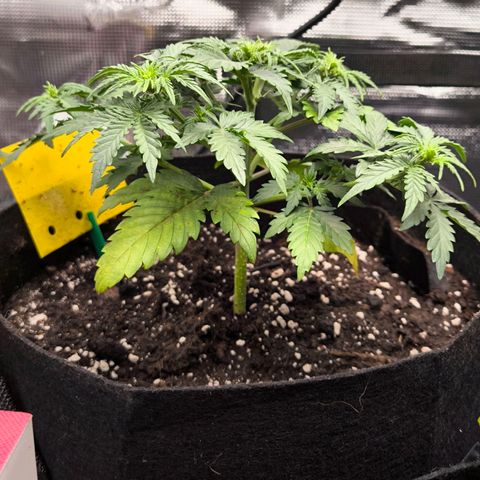 Stressika growlog timeline photo