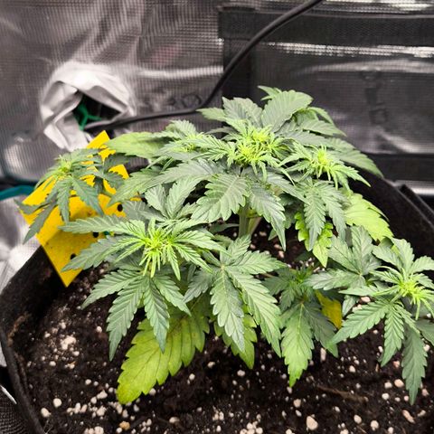 Stressika growlog timeline photo