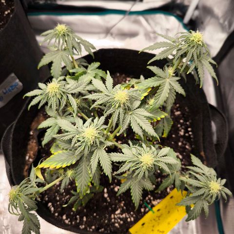 Stressika growlog photo: 1,5l Wasser min. Ab heute 