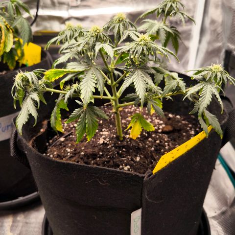 Stressika growlog photo: 1,5l Wasser min. Ab heute 