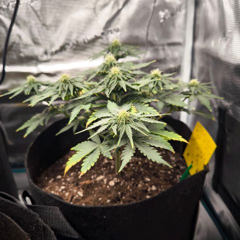 Stressika growlog timeline photo