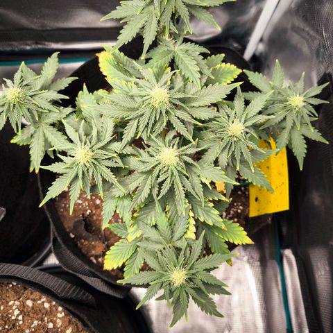 Stressika growlog timeline photo