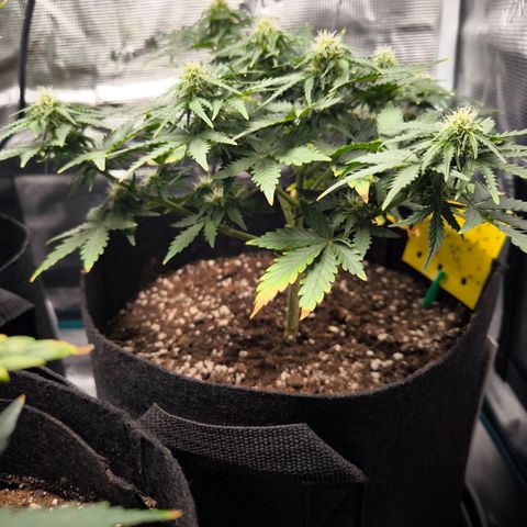 Stressika growlog timeline photo