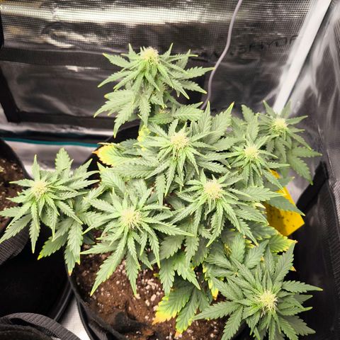 Stressika growlog timeline photo