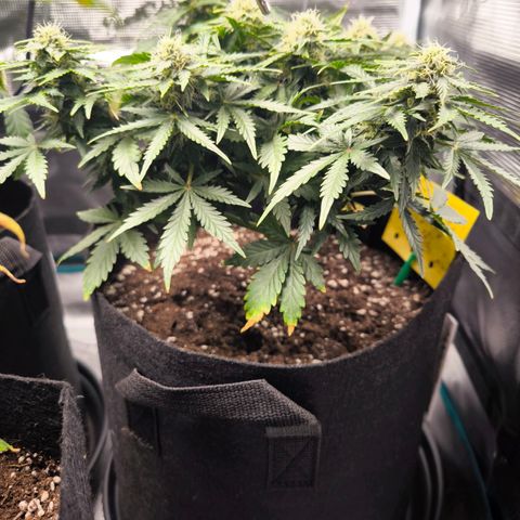 Stressika growlog timeline photo