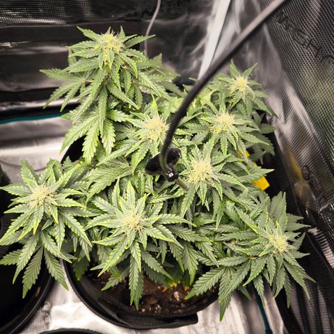 Stressika growlog timeline photo