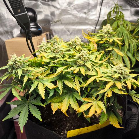 Stressika growlog timeline photo
