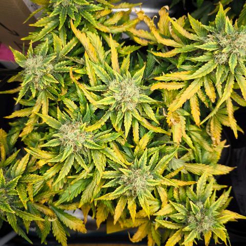 Stressika growlog timeline photo