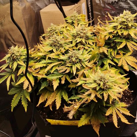 Stressika growlog timeline photo