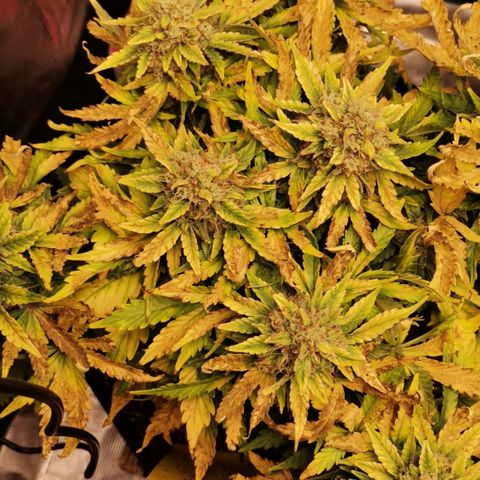 Stressika growlog timeline photo
