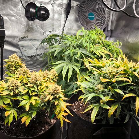 Stressika growlog timeline photo
