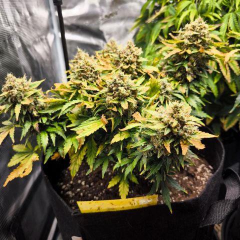 Stressika growlog timeline photo