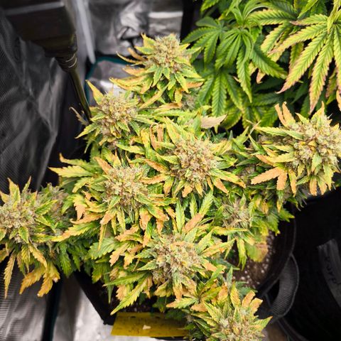 Stressika growlog timeline photo