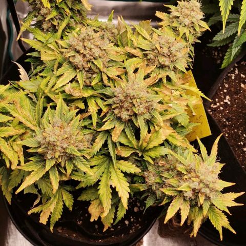 Stressika growlog timeline photo