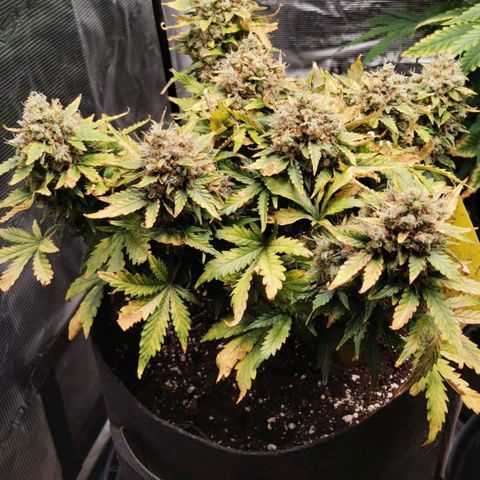 Stressika growlog timeline photo