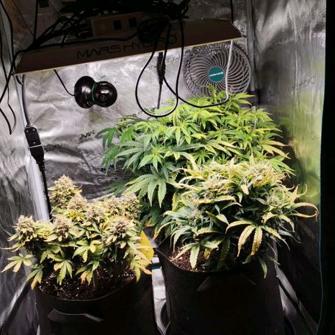 Stressika growlog timeline photo