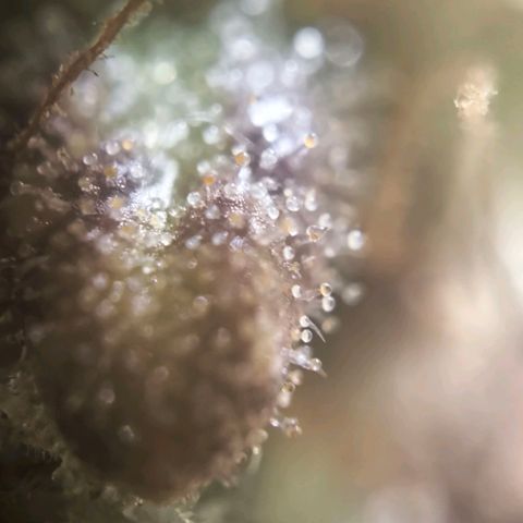 Stressika growlog timeline photo