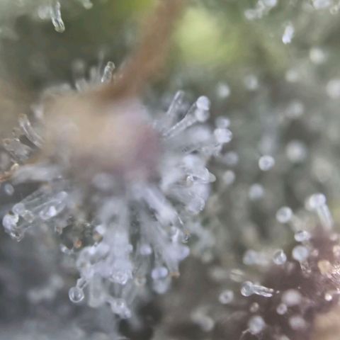 Stressika growlog timeline photo
