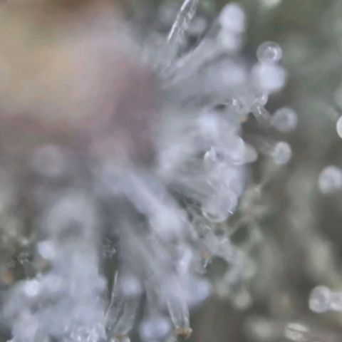 Stressika growlog timeline photo
