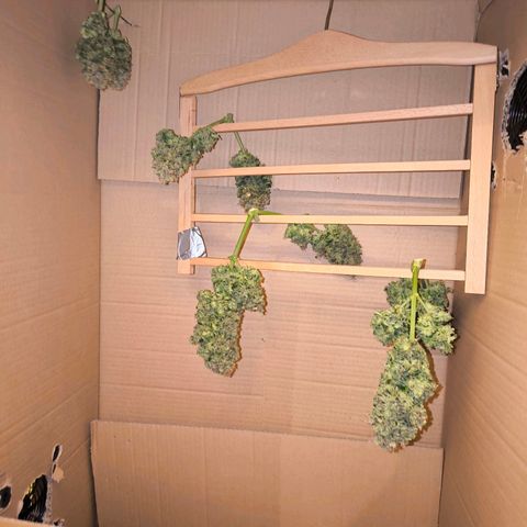 Stressika growlog timeline photo