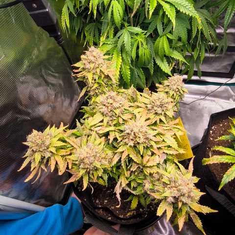 Stressika growlog timeline photo