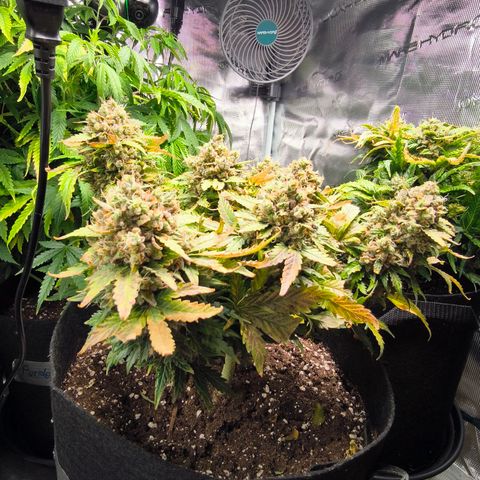 Stressika growlog timeline photo