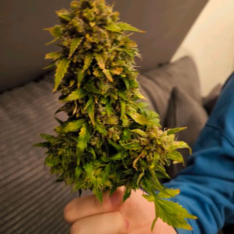 Stressika growlog timeline photo