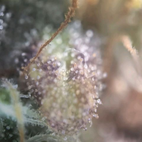 Stressika growlog timeline photo