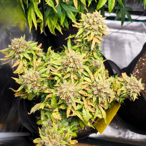 Stressika growlog timeline photo