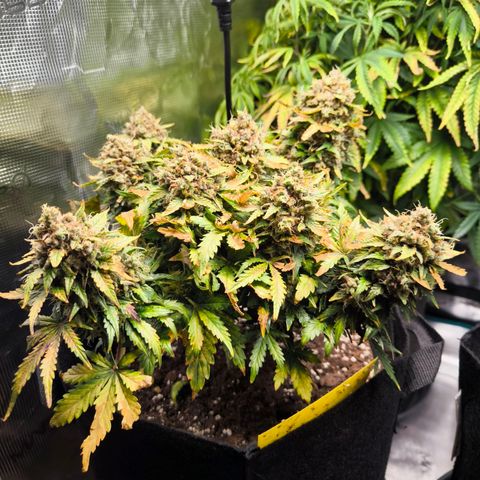 Stressika growlog timeline photo