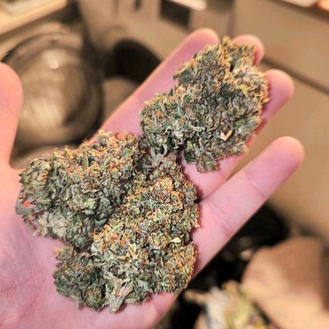 Stressika growlog timeline photo