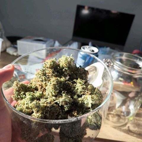 Stressika growlog timeline photo