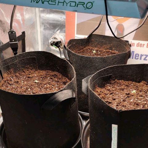 Magus Trio growlog timeline photo