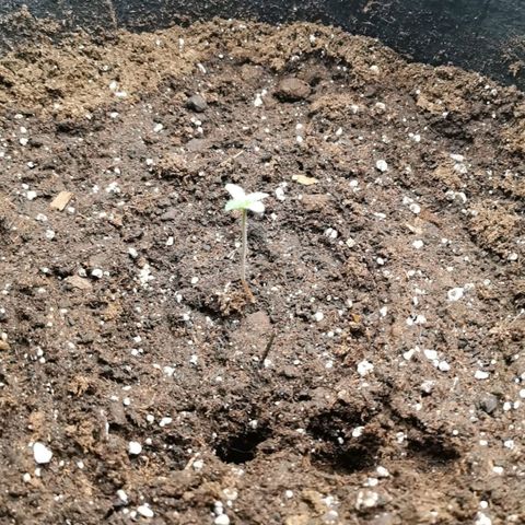Magus Trio growlog timeline photo