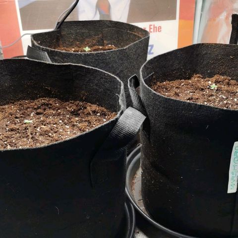 Magus Trio growlog timeline photo