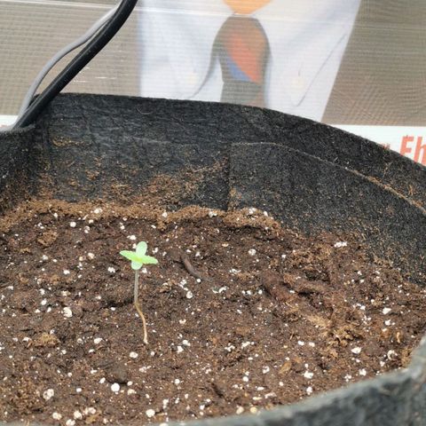 Magus Trio growlog timeline photo