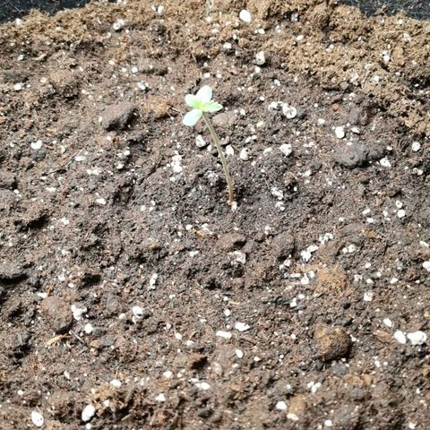 Magus Trio growlog timeline photo