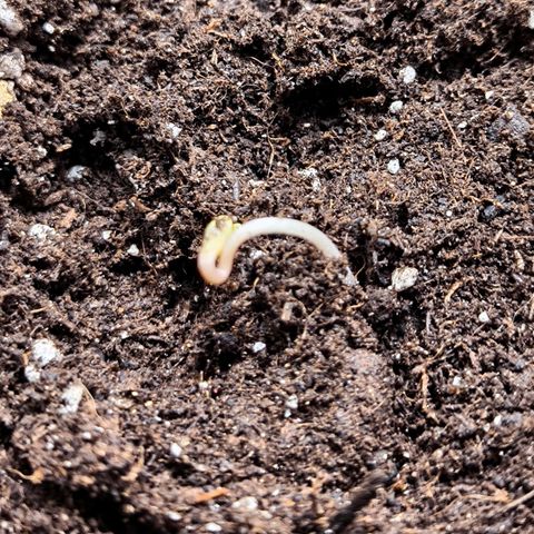 Magus Trio growlog timeline photo