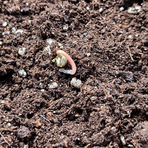 Magus Trio growlog timeline photo